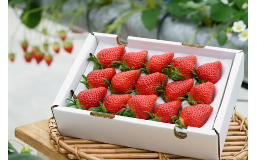 いちご 数量限定 高級いちご【女峰】幻の京都亀岡産  1箱分 ※化学肥料・農薬極力不使用《イチゴ 苺 フルーツ 希少 高級 農家直送 果物 くだもの 春 旬 京都 贈答 プレゼント 贈り物  ichigo strawberry itigo》 ※2026年1月中旬～5月下旬頃に順次発送予定