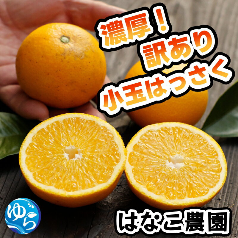 【ふるさと納税】 濃厚! 訳あり 小玉 八朔 / はっさく 甘い 家庭用 柑橘 晩柑 和歌山 / 5kg ※2026年2月下旬〜3月下旬頃に順次発送予定