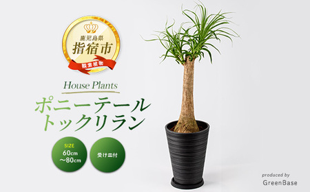 2026年1月中旬～発送【観葉植物】ポニーテール(トックリラン) 60cm～80cm (ブラックシュエット鉢) (Green Base/035-2040) 南国鹿児島県で育った 観葉植物！ トックリラン 植物 鉢付 インテリア 室内 オフィス おしゃれ プレゼント ギフト 開店祝い 移転祝い ※北海道・沖縄・離島配送不可