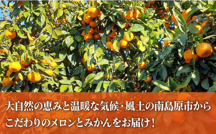 【2025年4月下旬～発送】【豪華！3回 定期便 】プリンスメロン タカミメロン 温州みかん（3品種各1回）/ メロン みかん フルーツ 詰め合わせ 南島原市 / 南島原果物屋 [SCV003]