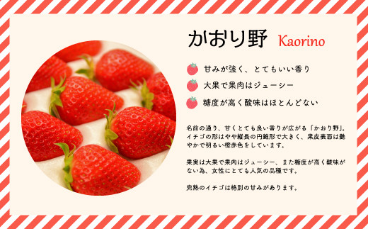 果実は大きい円錐形で、果皮は橙色に近い赤色が特徴です。