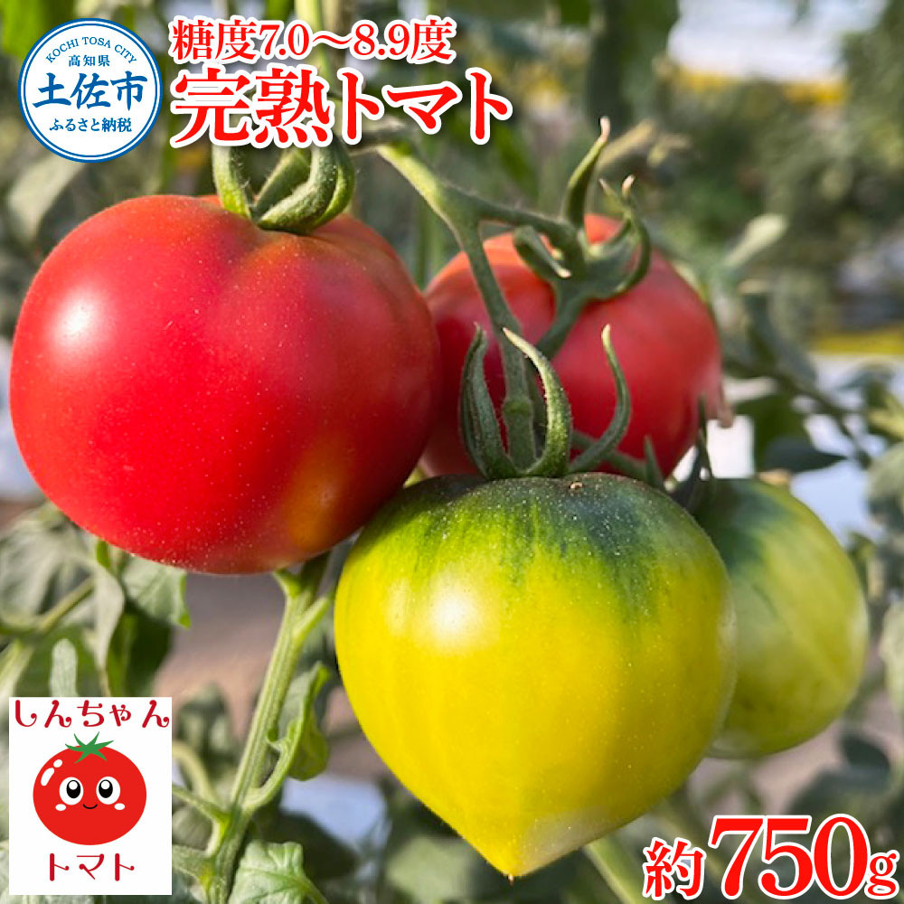 
                  【先行予約】完熟トマト しんちゃんトマト 糖度7.0〜8.9度 約750g トマト とまと 高糖度 高知県産 新鮮野菜 お取り寄せ ギフト 先行予約 高知県 土佐市【しんちゃんトマト】[BQCG002]
                
