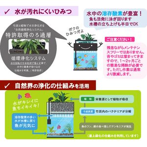 せせらぎビオトープ　25cm型照明+木枠台セット（ガジュマル＋他1種）