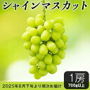 【ふるさと納税】【先行予約】シャインマスカット 2025年 先行予約 ぶどう フルーツ 甘い 大粒 1房 シャインマスカット1房（700g以上）【石崎ぶどう園】（2025年8月下旬から9月下旬頃発送予定）