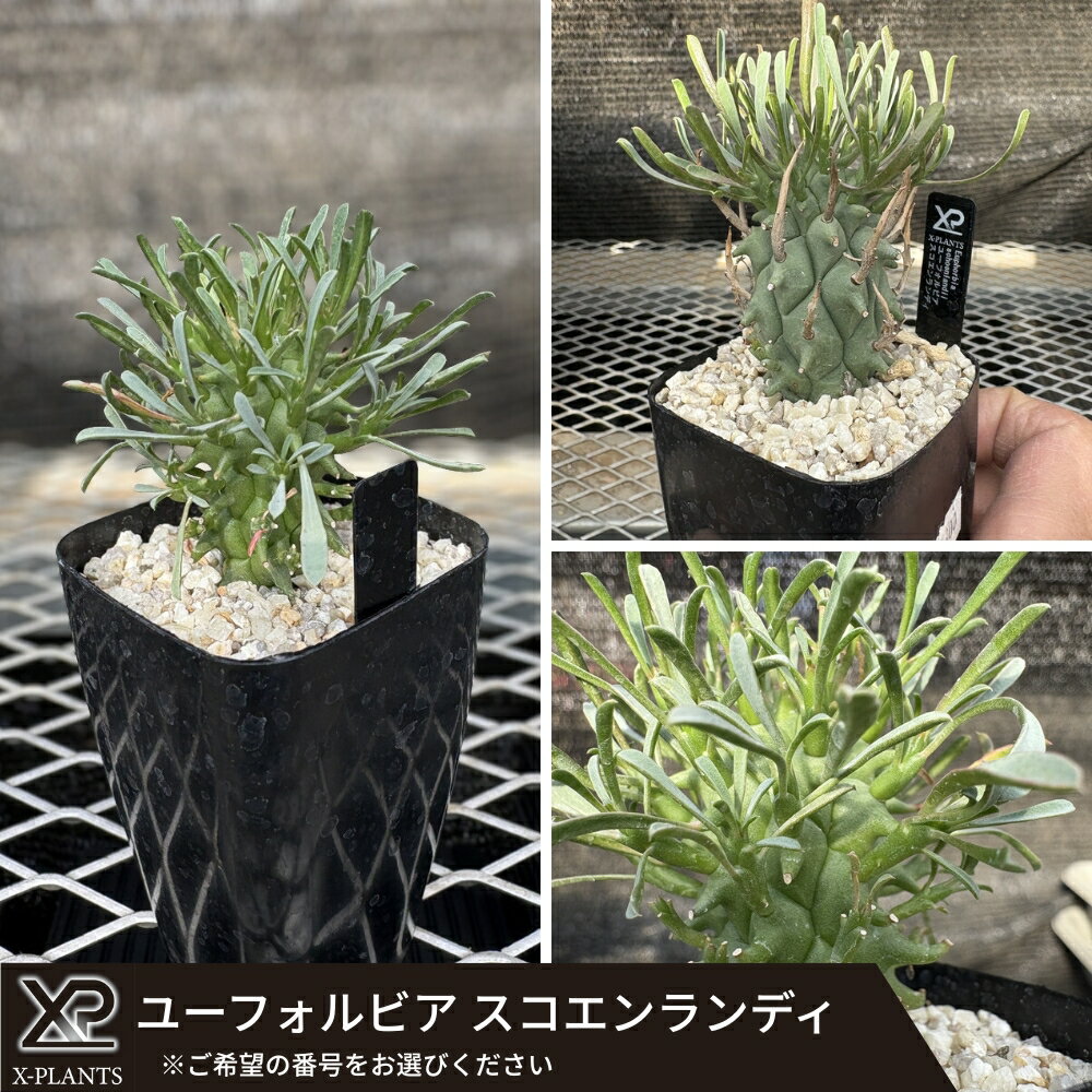 【ふるさと納税】ユーフォルビア スコエンランディX-PLANTS 珍奇植物 ビザールプランツ 塊根植物