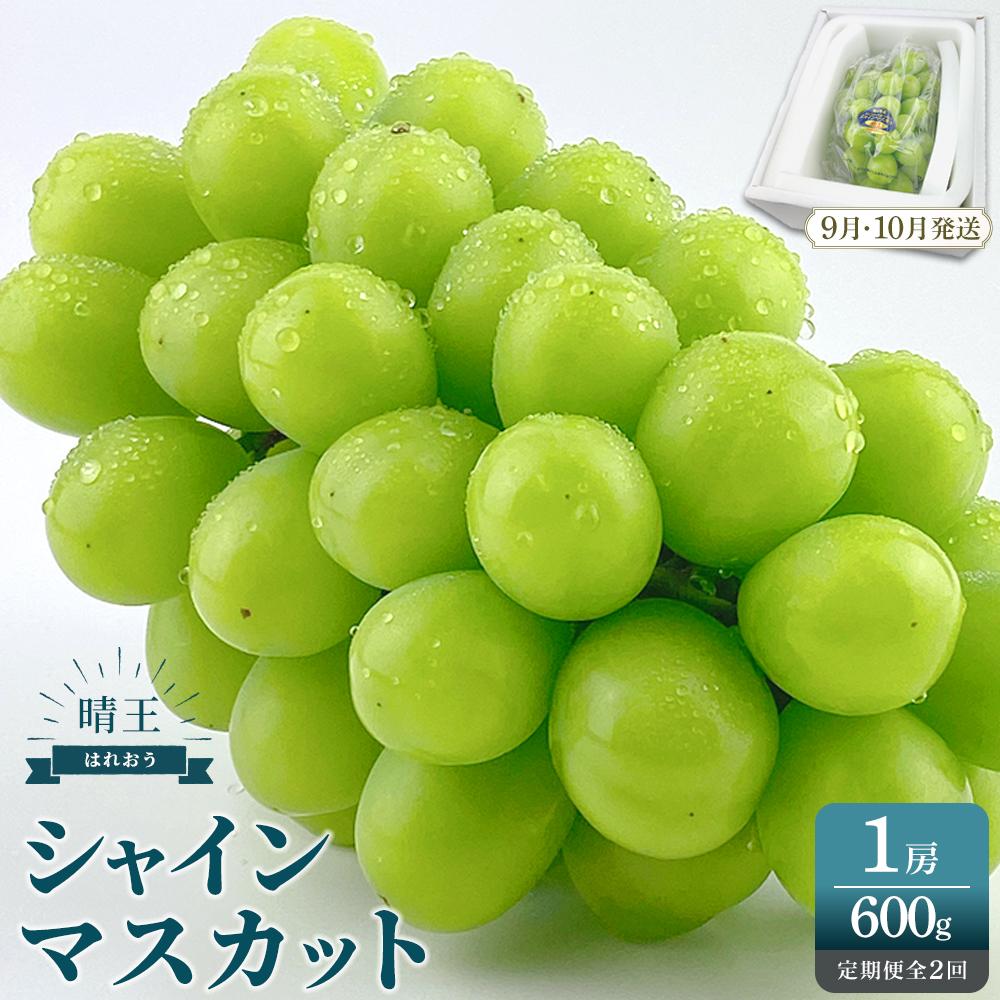 【ふるさと納税】2025年　先行予約　受付中　シャインマスカット 晴王 1房 約600g2回 定期便　9月・10月に1回ずつ発送 岡山県産 種無し 皮ごと食べる みずみずしい 甘い フレッシュ 9月～10月発送 | フルーツ 果物 くだもの 食品 人気 おすすめ 送料無料