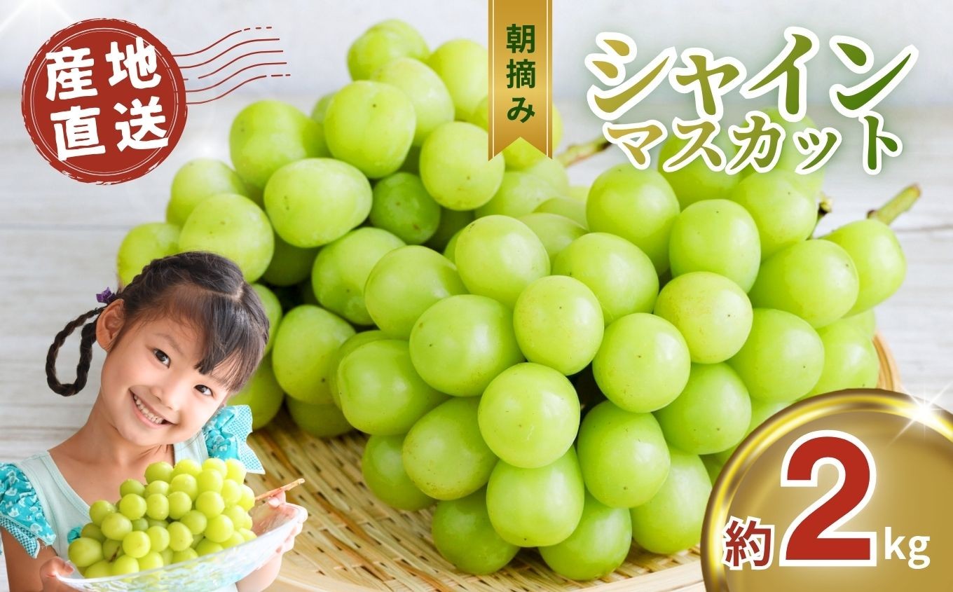 
            【先行予約】朝摘み直送 シャインマスカット ぶどう 約 2kg | ぶどう ブドウ 葡萄 シャイン マスカット 種なし 皮ごと 国産 おいしい フルーツ 果実 果物 デザート お取り寄せ ご褒美 真岡市 栃木県 限定 送料無料
          