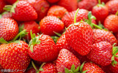 【化粧箱入】あまおう大福 50g×16個 [BGAE048] いちご大福 苺 スイーツ お菓子 手土産