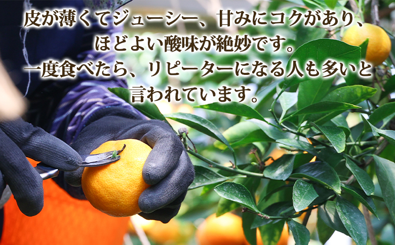 【３回定期便】山北温室みかん1.2kg - 秀品 果物 くだもの フルーツ 柑橘 蜜柑 お歳暮 ギフト 産地直送 送料無料 小玉大玉 国産 品種 御礼 お礼 高知県 香南市 Wku-0060
