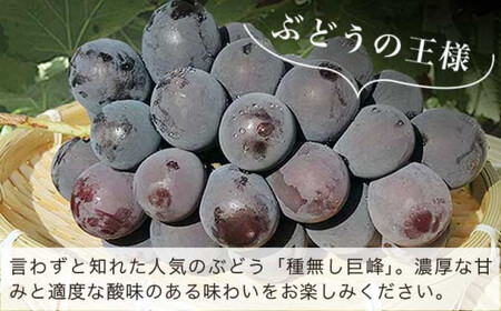 先行受付種無し巨峰 約4kg 8～12房  [おぶせファーマーズ] 【2026年9月上旬～10月中旬発送】 果物 フルーツ ぶどう 葡萄 冷蔵便 クール便 長野県産 信州産 令和8年産［FB-20］