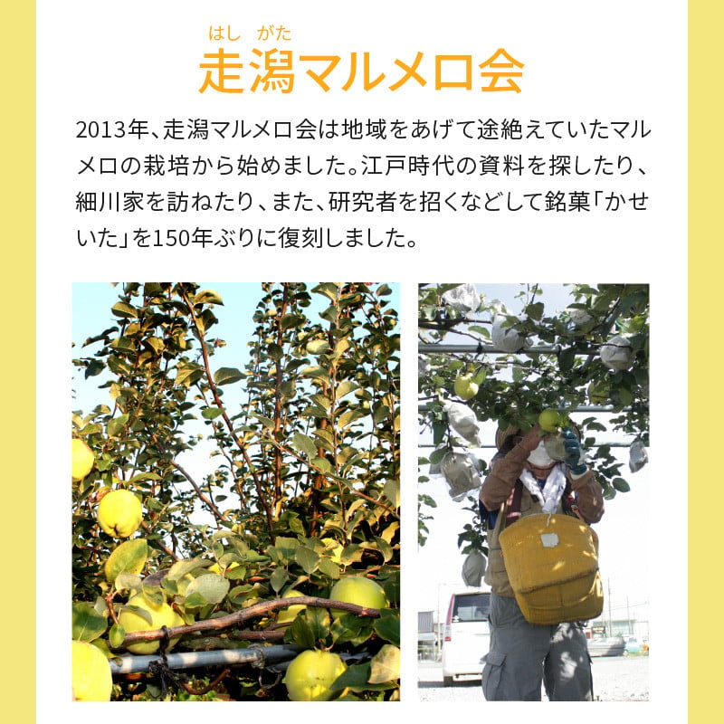 マルメロの果実