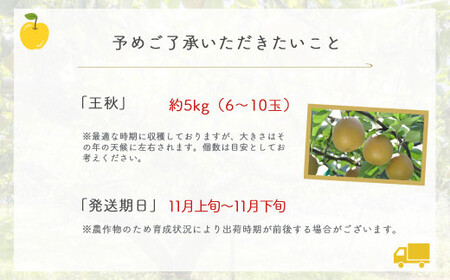 王秋 【倉吉産】5kg（JA鳥取中央） 梨 果物 フルーツ 王秋
