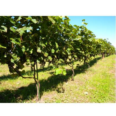 ふるさと納税 帯広市 相澤ワイナリー 龍之介2024 (赤ワイン) |  | 02