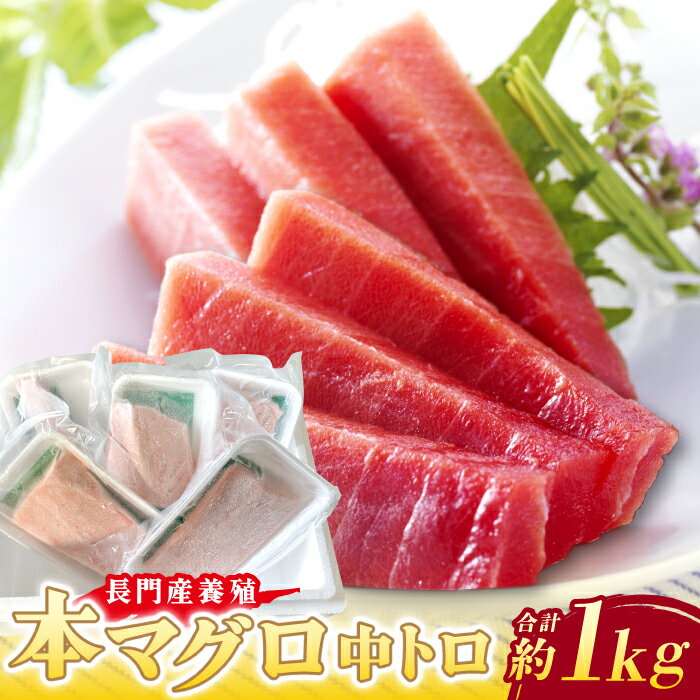 【ふるさと納税】長門産養殖本マグロ 中トロ柵 1kg 【マグロ 刺身 さく まぐろ 柵 冷凍 中トロ 鮪 山口県 長門市 油谷産 希少 養殖 脂乗り抜群 とろける ギフト 贈答】