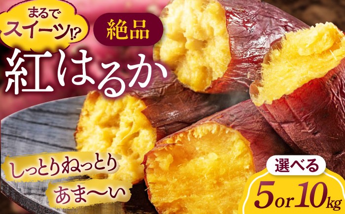 
            さつまいも【選べる容量】さつまいも（紅はるか）5kg～10kg 愛媛県大洲市/たいき産直市愛たい菜 [AGAP020] さつまいも 5kg さつまいも 10kg 紅はるか 5kg 紅はるか 10kg べにはるか 焼き芋 やきいも 干し芋 干芋 ほしいも スイートポテト 大学芋 アイス スナック スイーツ デザート ケーキ お菓子作り トッピング サラダ 料理 アレンジ 野菜 根菜 旬野菜
          