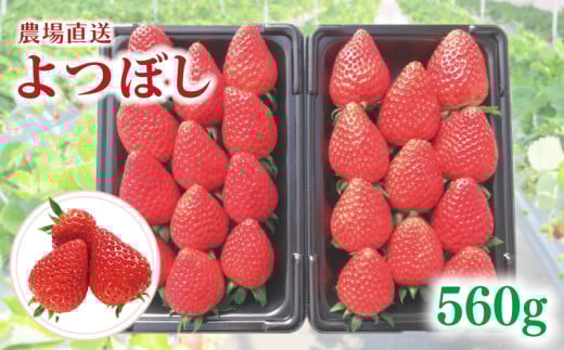 【事前受付】いちご よつぼし 約560g （ 約280g × 2P ） いちご 苺 ストロベリー 産地直送 ご当地 果物 くだもの フルーツ デザート 食品 冷蔵  strawberry ichigo itigo げんき農場 埼玉県 羽生市