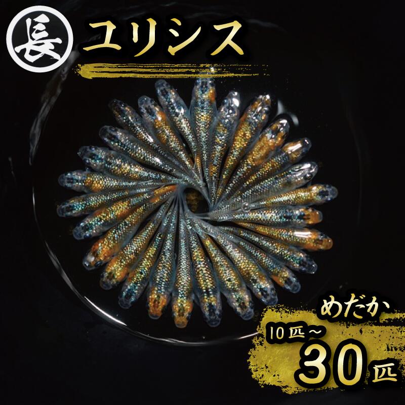 【ふるさと納税】 めだか 10匹 ~ 30匹 ユリシス オス メス ランダム 20匹 ペット 熱帯魚 観賞魚 アクアリウム 飼育 魚 水槽 アクアリウム 生物 鑑賞 美しい 返礼品 熱帯魚飼育 熱帯魚繁殖 熱帯魚販売 熱帯魚通販 淡水魚 魚飼育 魚繁殖 魚販売 魚通販 牧之原市 静岡県 丸長