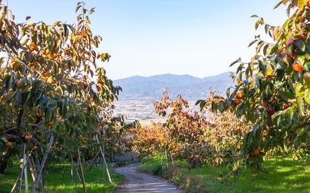 逸品富有柿 11玉から12玉 (約3kg) 【2025年11月下旬-2025年12月上旬発送予定】 柿 果物 フルーツ うきは市