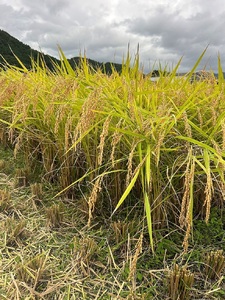 稲場農産コシヒカリ5kg AS2BD20-1