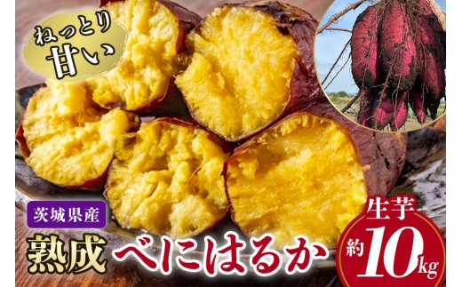 ねっとり甘い♪茨城県産熟成べにはるか 約10kg さつまいも サツマイモ 芋 いも 茨城県 那珂市 B15-010