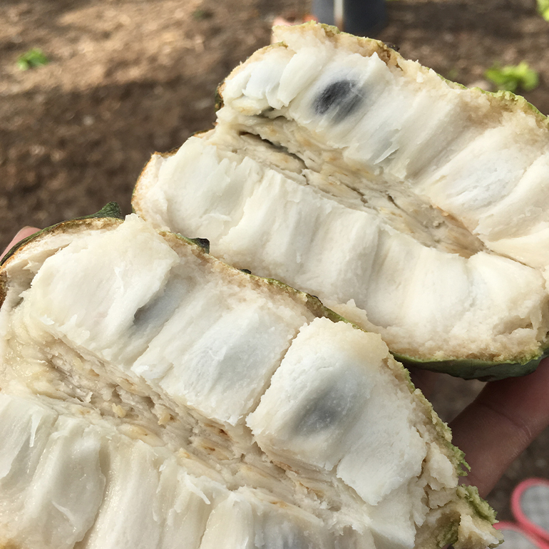 【2025年発送】熱帯果樹園小池さん家　お任せセット（梅） 126-1