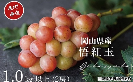 ぶどう 悟紅玉 旧ゴルビー 2房 合計1.0kg以上 岡山県産 ぶどう