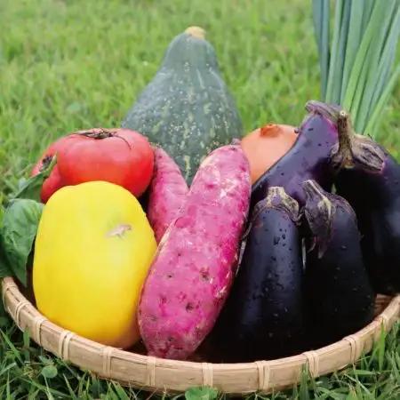 野菜定期便【3ヶ月連続】定期便 旬の野菜詰め合わせ 6～7品以上 ja1