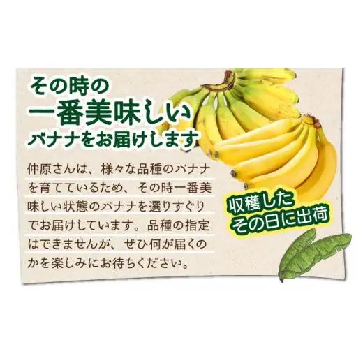 希少！こだわりの水を使い「森ような畑」で栽培する、仲原さんのバナナ　OI-16