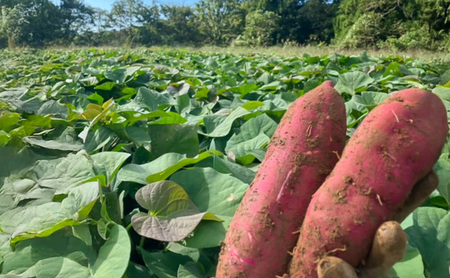 まるたき工房の干し芋【シルクスイート】600g　おいも スイーツ ほしいも さつまいも おやつ お菓子 和菓子 和スイーツ