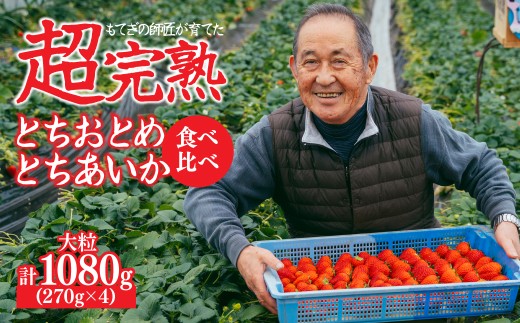 【先行受付：3月以降発送】いちご「茂木完熟いちご」師匠が育てた朝採れとちおとめ × とちあいか 食べ比べセット大粒 約270g × 各2パック 合計約1080g | いちご イチゴ 苺 とちあいか とちおとめ 完熟 果物 フルーツ 甘い あまい くだもの 旬 産地直送 栃木県産 関いちご園 栃木県 茂木町