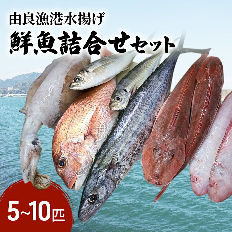 【ふるさと納税】由良漁港水揚げ鮮魚詰合せセット 5～10匹 兵庫県 洲本市 淡路島