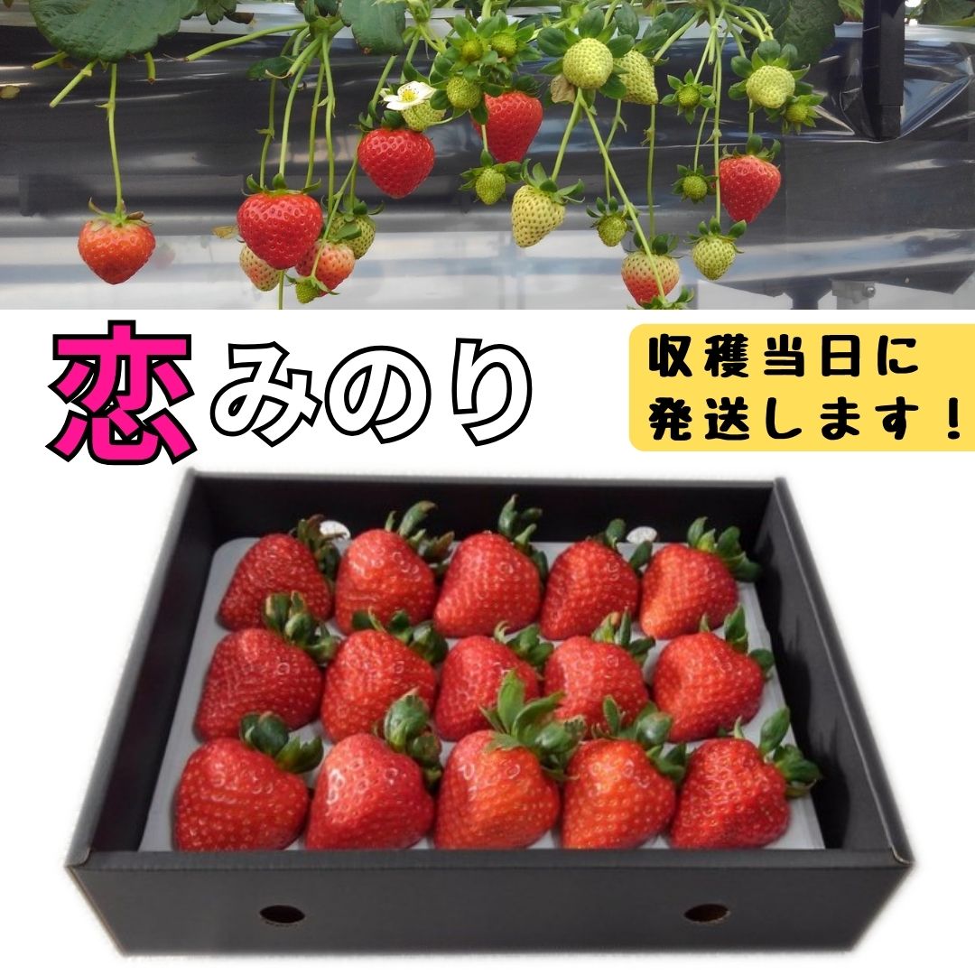 【ふるさと納税】大粒完熟いちご（恋みのり）1パック 採れたて 厳選 収穫当日発送