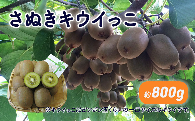 
            [№5911-0166]さぬきキウイっこ　約800g_キウイフルーツ 果物詰合せ くだもの 
          