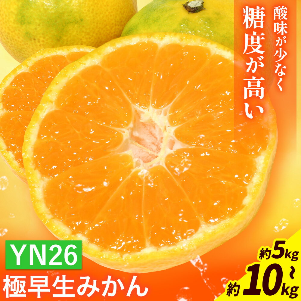 【ふるさと納税】極早生みかん YN26 選べる 約5kg 約10kg マルツネ農園《9月下旬-10月下旬頃出荷》 和歌山県 日高川町 旬 果物 みかん 蜜柑 フルーツ 柑橘 産地直送 送料無料