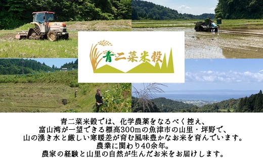 山の湧き水 寒暖差 山里 山里の米･坪野米 R7年産 てんたかく 5kg ｜新米 こめ コメ お米 おこめ 白米 精米 お弁当 おにぎり 香り うまみ あまみ 富山 魚津　※北海道・沖縄・離島への配送不可　※2025年9月下旬～2025年10月中旬頃に順次発送予定