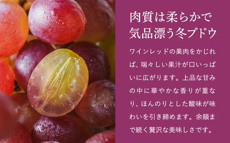 【2026年先行予約】数量限定 訳あり 豊岡ぶどう「紫苑」 約300g×6パック／ 紫苑  しえん ブドウ 葡萄 訳ありぶどう 大粒 強い甘み 爽やかな酸味 新鮮 果物 産地直送 くだもの フルーツ 
