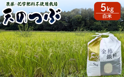 【先行予約】 天のつぶ 白米 5kg 令和7年産 | 無農薬 農薬不使用 化学肥料不使用 精米 お米 米 福島産 福島県産 南相馬 みさき未来