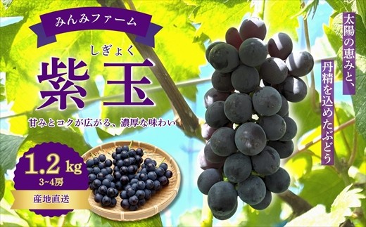 
                  みんみファーム　ぶどう　紫玉(しぎょく)　3～4房(1.2㎏)
                