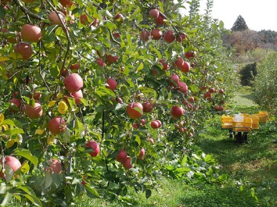 【訳あり品】傷だらけの勇者たち サンふじ 10kg 【 りんご 旬 お届け 岩手 陸前高田 】 2025年11月下旬以降発送予定 RT2063