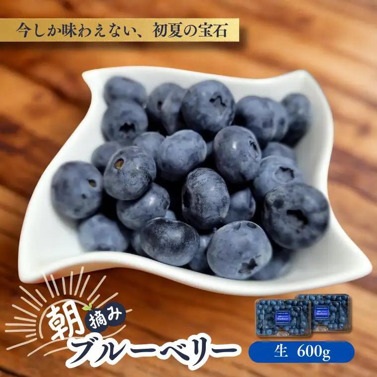 KB02 ブルーベリー 約600g ／ 2026年6月下旬頃から発送予定//南信州 国産 長野県産 フレッシュブルーベリー 大粒 甘い 人気 新鮮 厳選 贈答