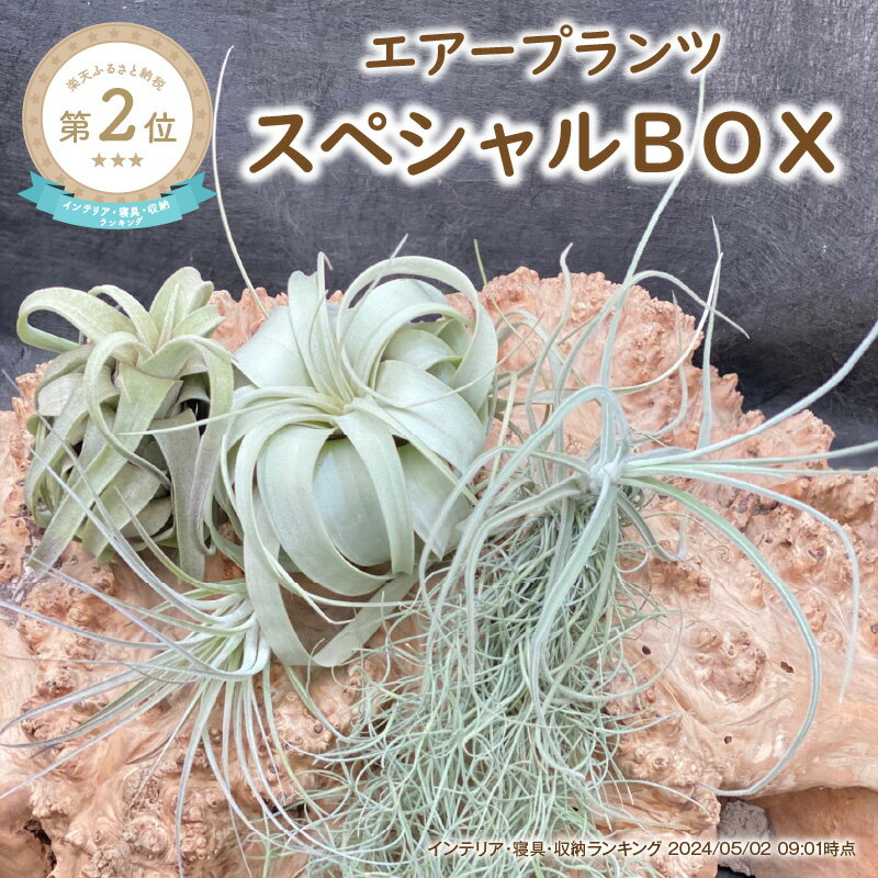 【ふるさと納税】エアープランツスペシャルBOX 5種セット【丈夫で育てやすく、インテリアにもおすすめです 】