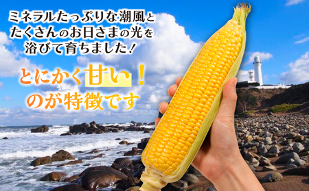 【先行予約】 とうもろこし 10本 【 コーン 】 小野商店