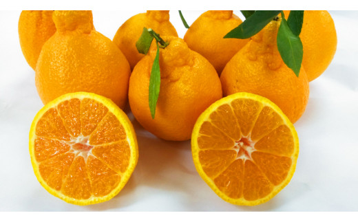 不知火 (デコポンと同品種) 【手選別まごころ選果】 約2kg サイズ不選別【2026年2月上旬～2026年3月下旬迄発送予定】