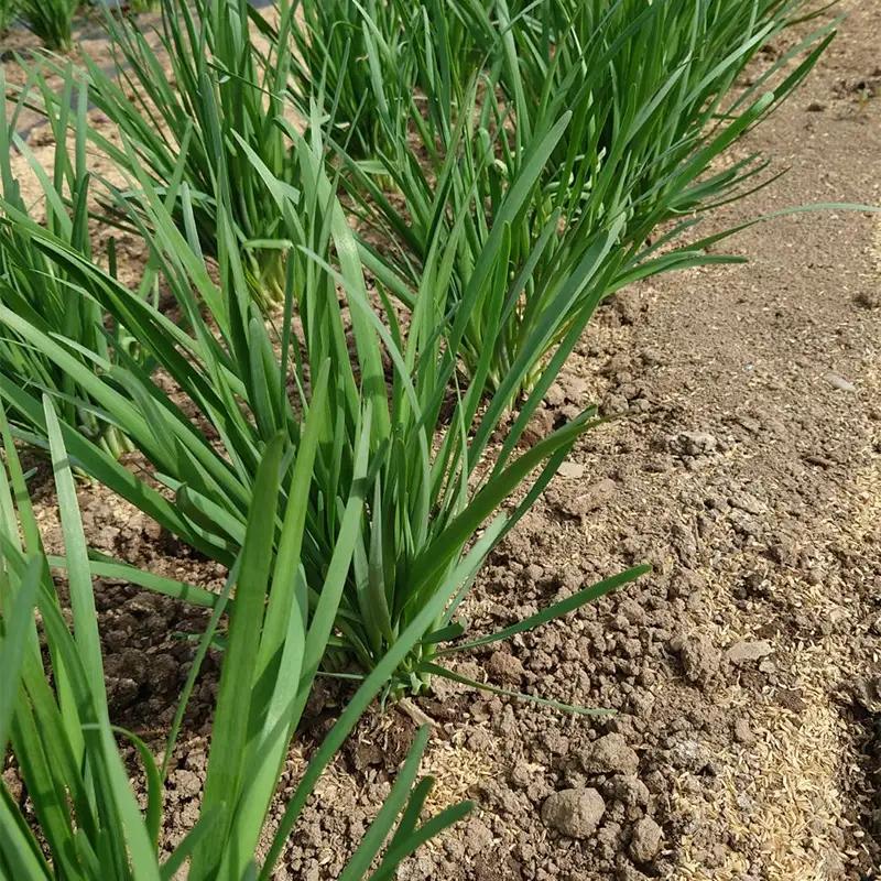 山形県 戸沢村産 にら 1kg(10束) 2026年5月下旬から順次発送 国産 野菜 やさい 韮 ニラ 料理 餃子 炒め物 惣菜 自宅 家庭 F7W-0336