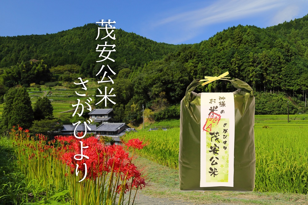 BF022【令和６年度米：１０月末より順次発送】 茂安公米 5kg みやき町産 さがびより