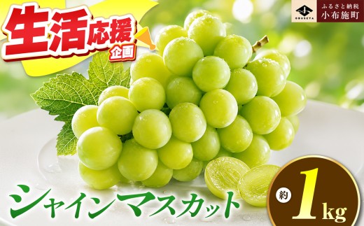 【 先行受付 】シャインマスカット 約1kg 2房 ［おぶせファーマーズ］ 果物 フルーツ ぶどう 葡萄 数量限定 先行予約 長野 信州 令和8年産 【2026年9月上旬～11月上旬発送】[F-26]