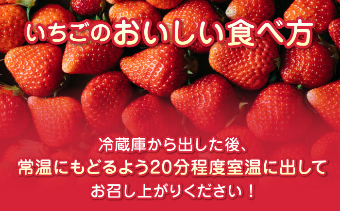 【先行予約】【全6回定期便】いちご食べ比べ セット 3品種 総計6.0kg ( 250g × 4P × 6回 ) 農園直送 熊本県産 山都町産 イチゴ ストロベリー【なかはた農園】[YBI004]