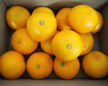 八朔 紅八朔 甘酸っぱさ、はじける。かつらぎの紅八朔 約4ｋｇ【2026年2月中旬～2026年2月下旬お届け予定】【A-frks188】