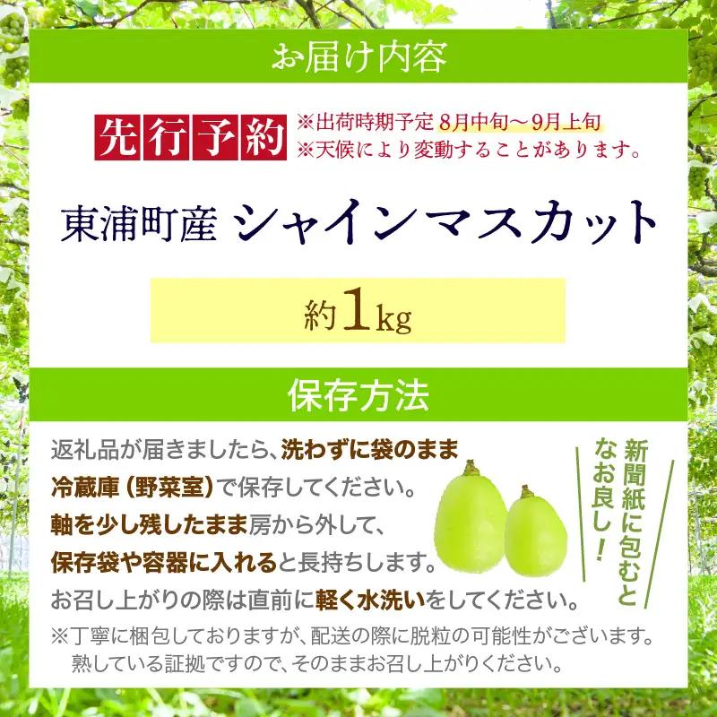 【先行予約】【2026年8月発送】東浦町産 シャインマスカット(約1kg)｜シャインマスカット フルーツ