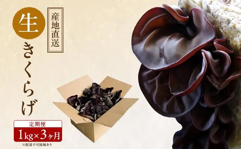 【 産地直送 】 有機JAS 生きくらげ 定期便 1kg×3ヶ月  きくらげ